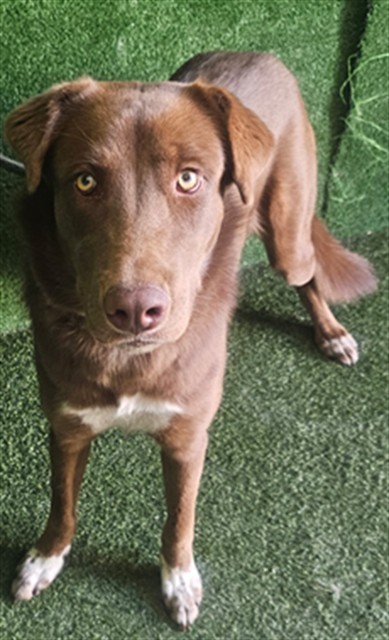 Autumn, a Australian Shepherd, available for adoption