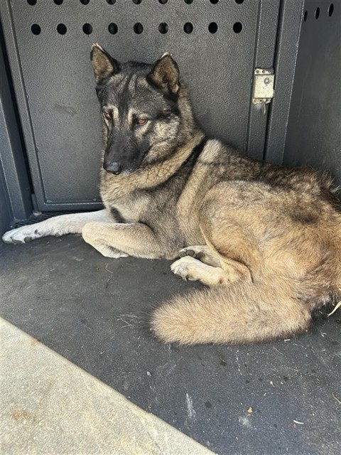 Harry, a German Shepherd, available for adoption