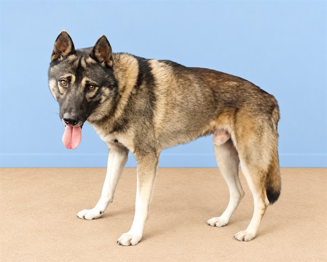 Harry, a German Shepherd, available for adoption