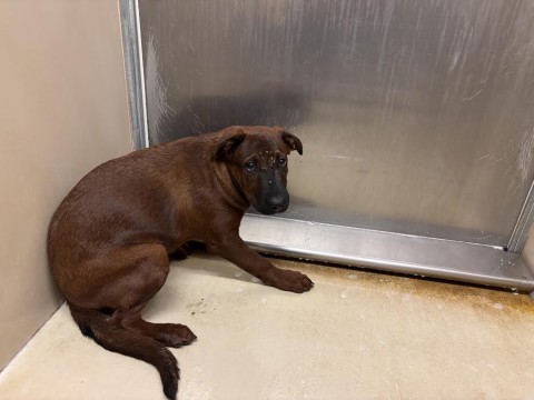 Knox, a Cattle Dog (mix breed), available for adoption