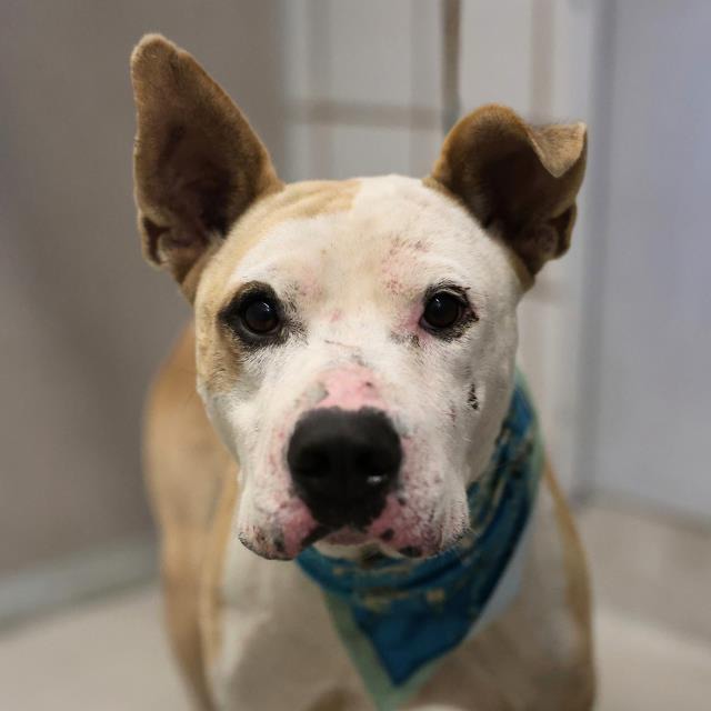 Cornelius Gambino, a American Staffordshire Terrier, available for adoption