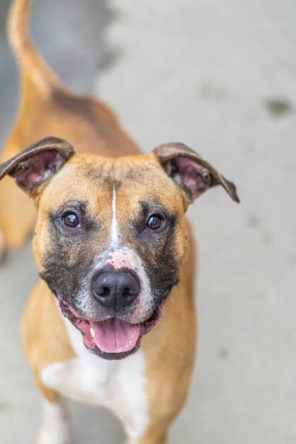 Melvin, a Pit Bull Terrier (mix breed), available for adoption