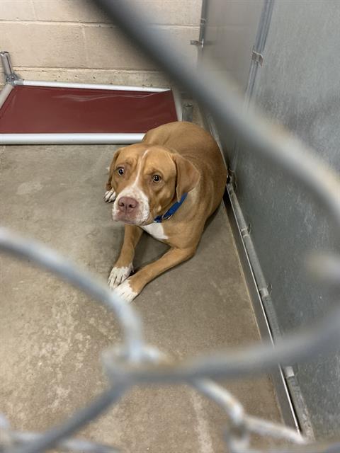 Baby, a Pit Bull Terrier (mix breed), available for adoption