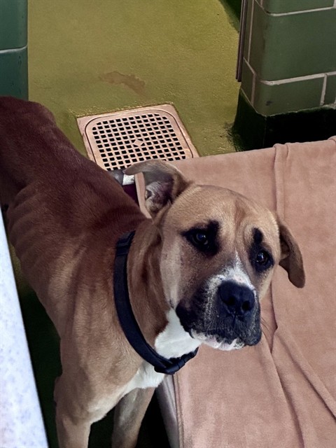 Kiko, a Black Mouth Cur, available for adoption