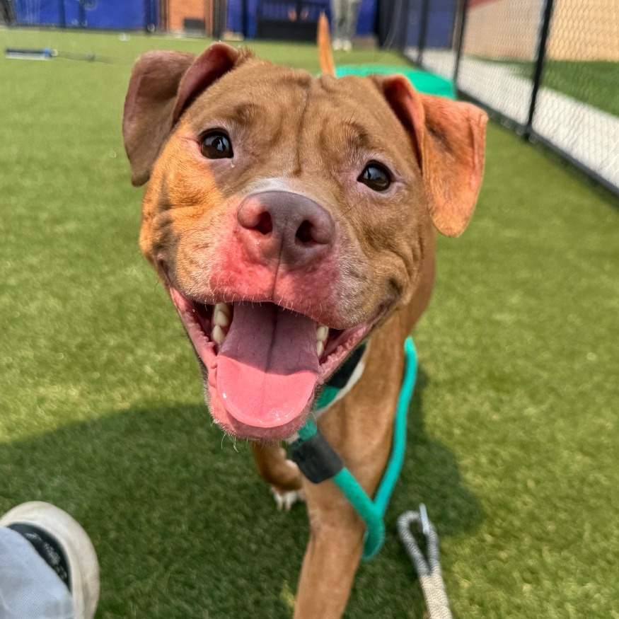 Katarina, a Pit Bull Terrier, available for adoption