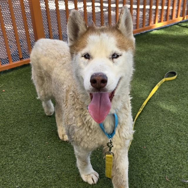 Pocky, a Siberian Husky, available for adoption