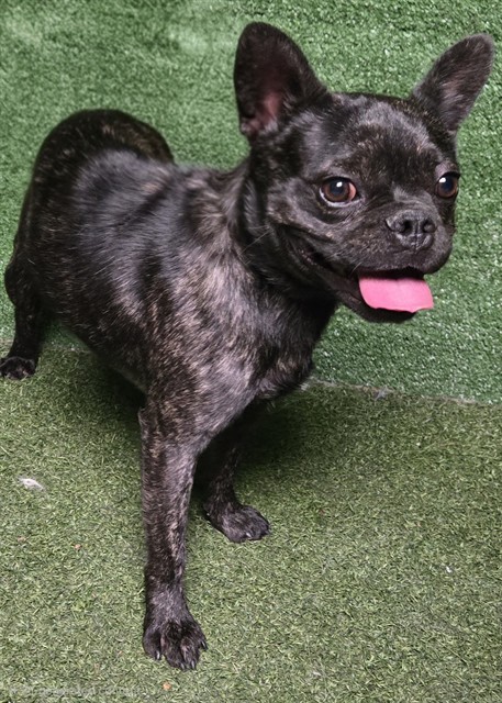Otis, a French Bulldog, available for adoption