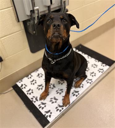 Zoe, a Rottweiler, available for adoption