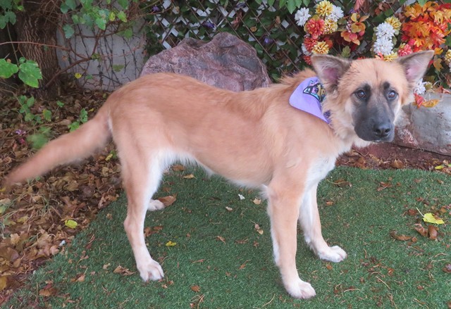 Emma, a Chow Chow (mix breed), available for adoption
