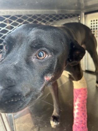 61942471, a Pit Bull Terrier, available for adoption