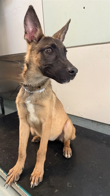 Cher, a Belgian Shepherd Malinois, available for adoption