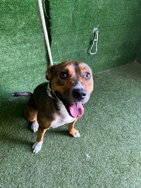 Frankie, a American Staffordshire Terrier, available for adoption