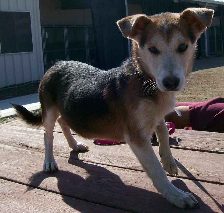 Other Photos of thie Dog