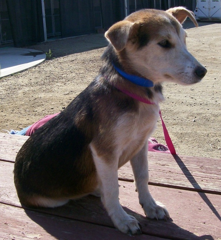 Other Photos of thie Dog