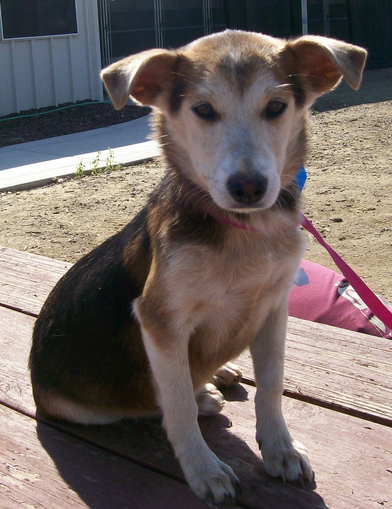 Other Photos of thie Dog