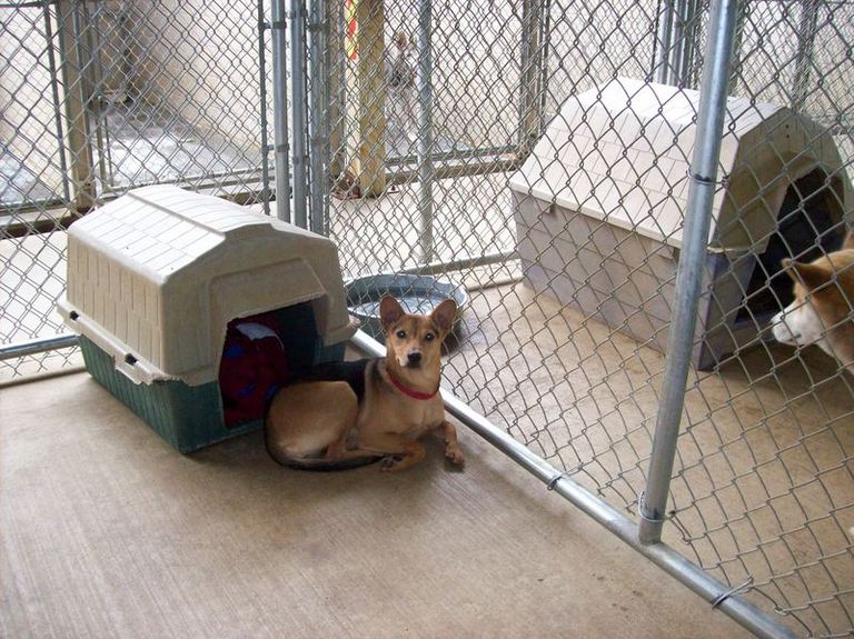 Main Photo of this Dog