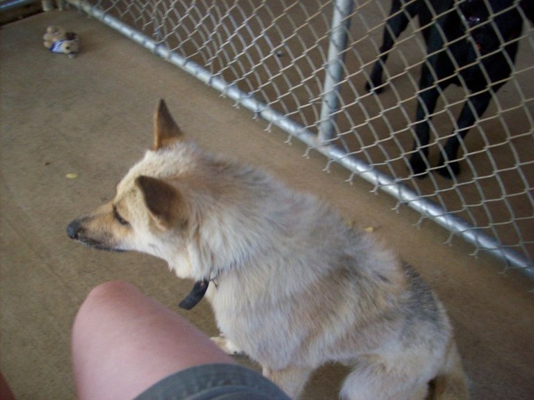 Other Photos of thie Dog
