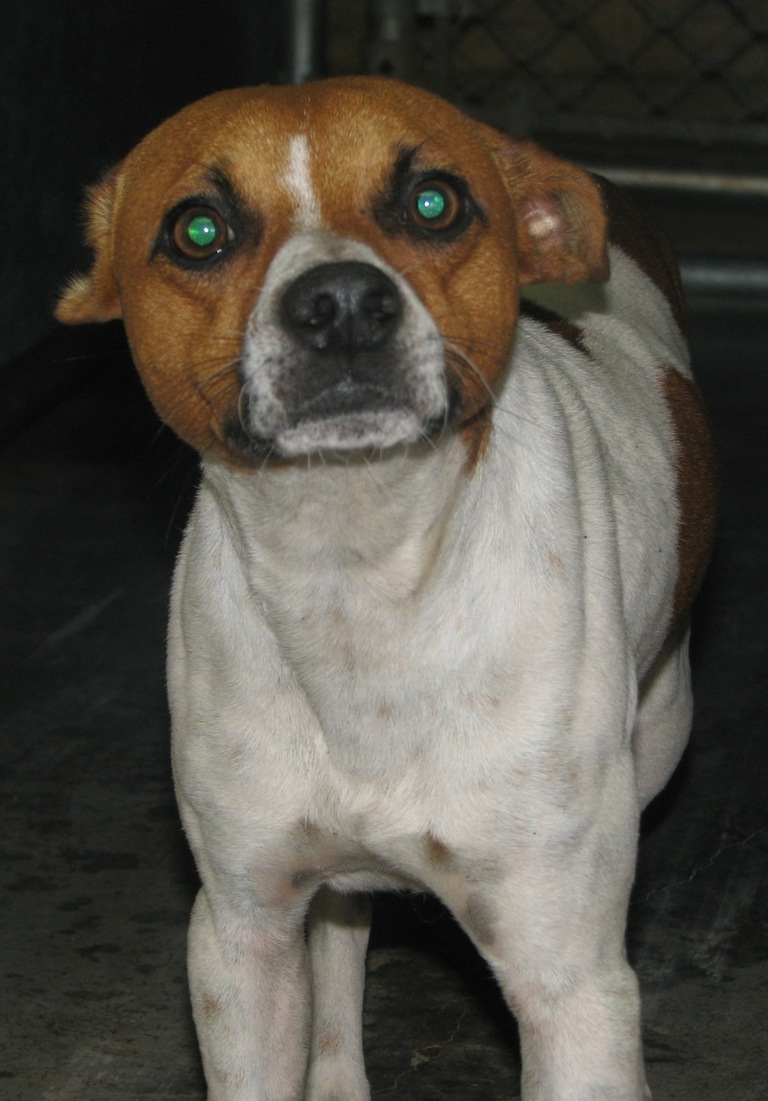 Other Photos of thie Dog