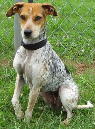 Other Photos of thie Dog