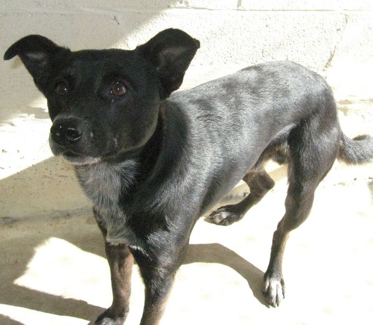 Other Photos of thie Dog
