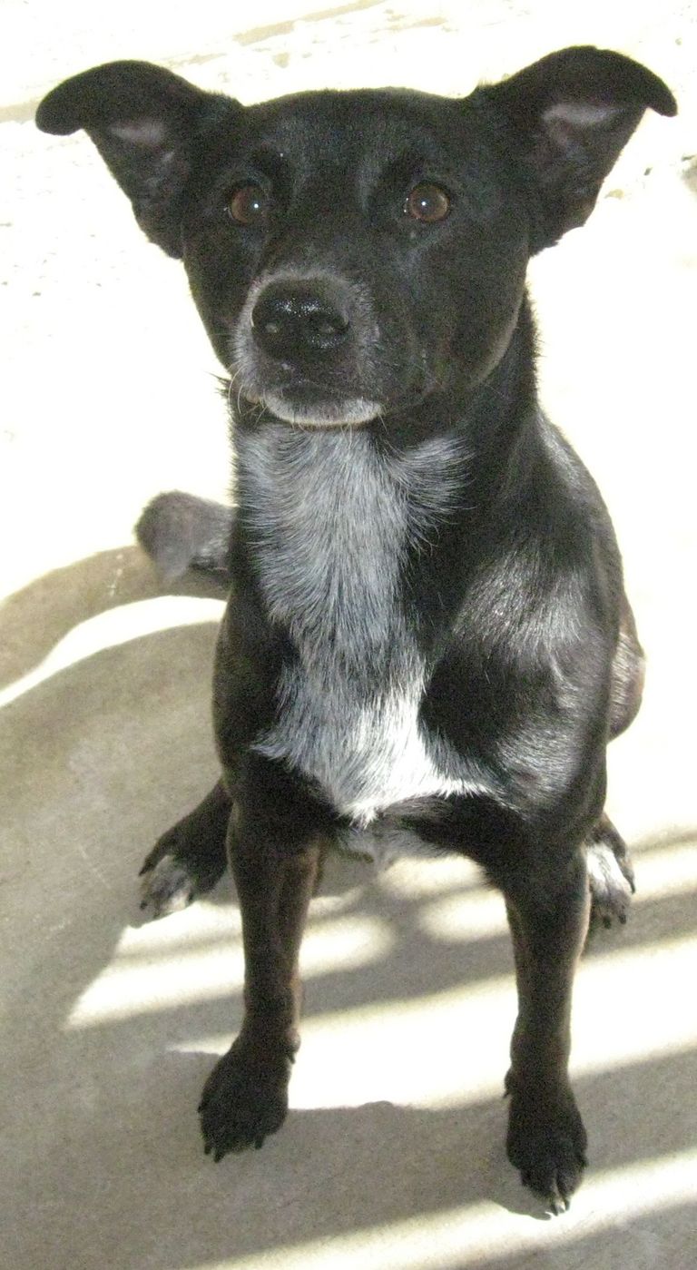 Other Photos of thie Dog