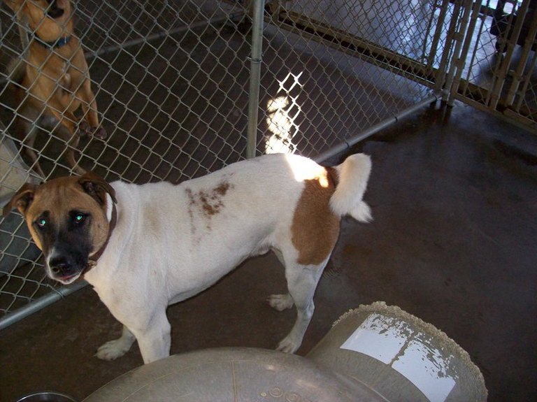 Other Photos of thie Dog