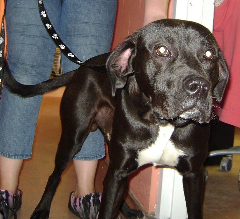 Other Photos of thie Dog