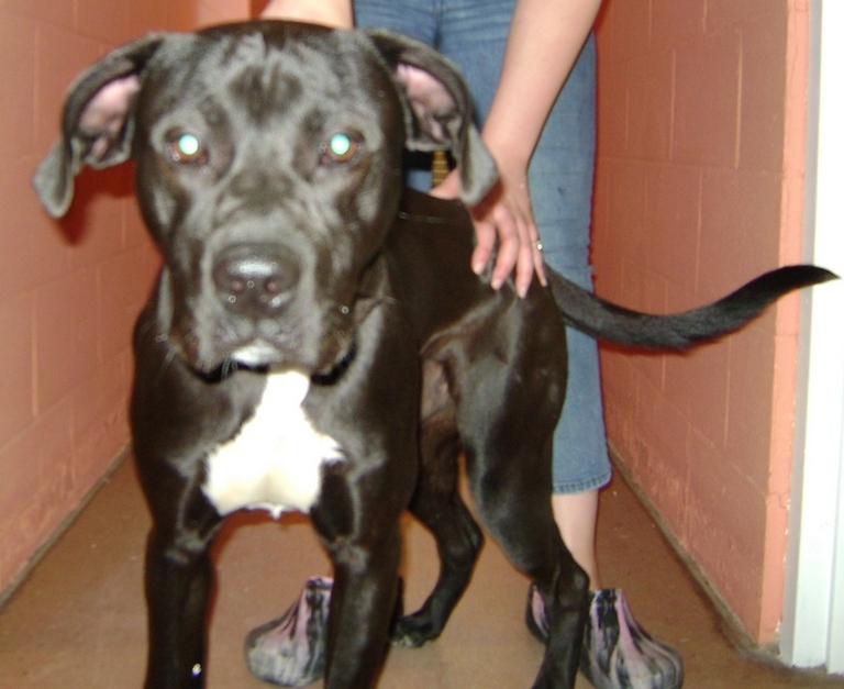 Other Photos of thie Dog