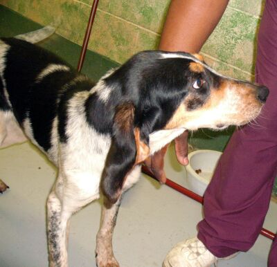 Other Photos of thie Dog