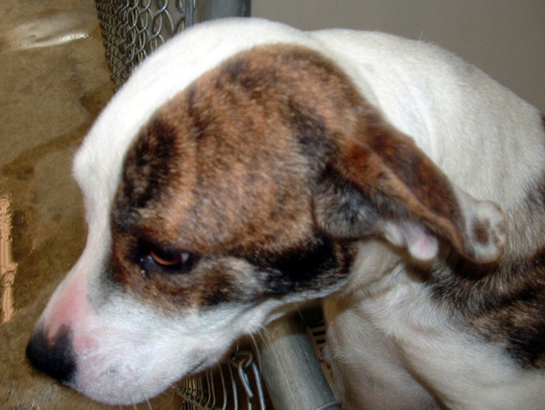 Other Photos of thie Dog