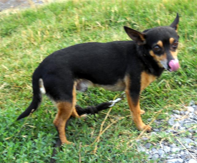 Other Photos of thie Dog