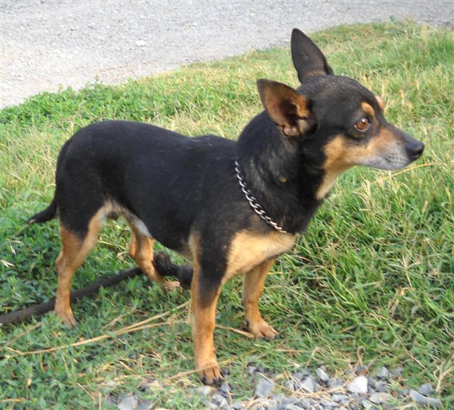 Other Photos of thie Dog