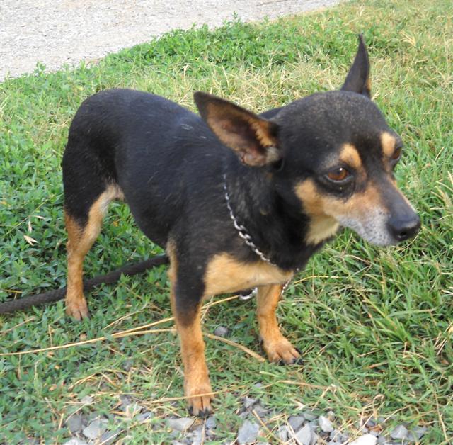 Other Photos of thie Dog