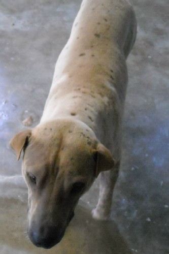 Other Photos of thie Dog