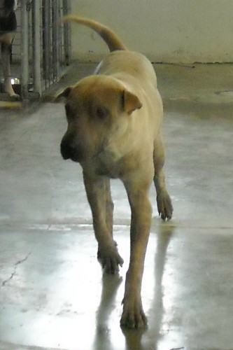 Other Photos of thie Dog