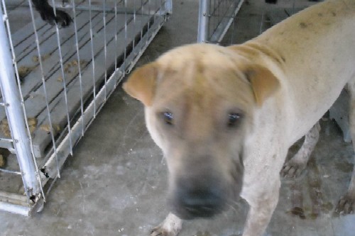 Other Photos of thie Dog