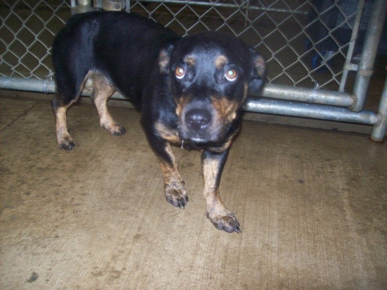 Other Photos of thie Dog