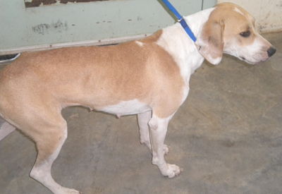 Other Photos of thie Dog