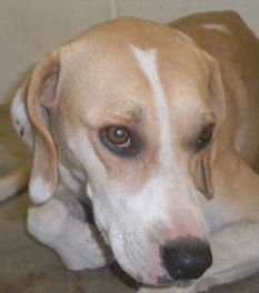 Other Photos of thie Dog