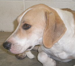 Other Photos of thie Dog