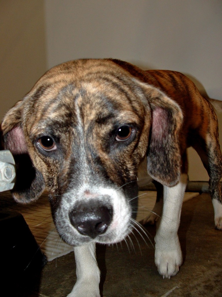 Main Photo of this Dog