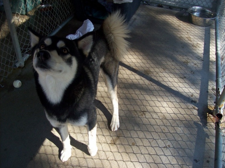 Other Photos of thie Dog