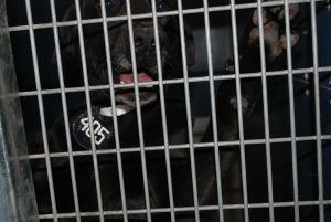 Other Photos of thie Dog