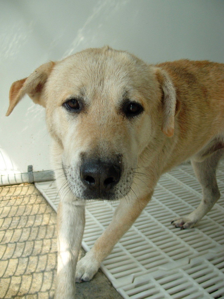 Other Photos of thie Dog
