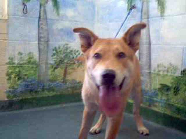 Main Photo of this Dog
