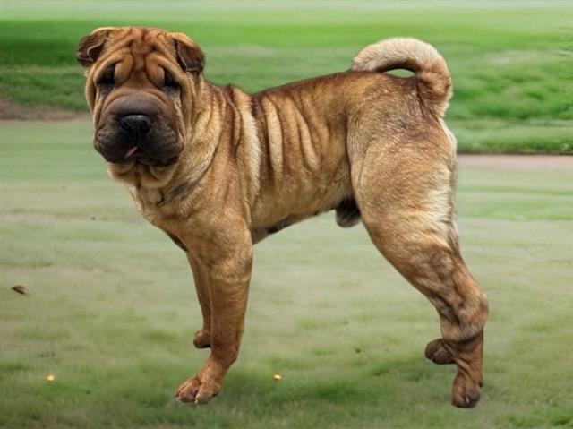 Main Photo of this Dog