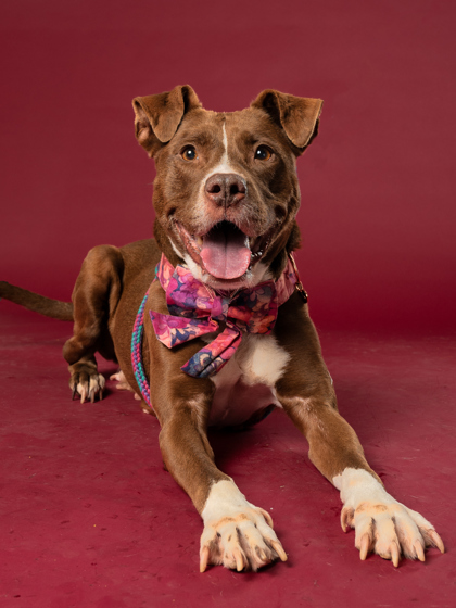 Frappe, a German Shepherd, available for adoption