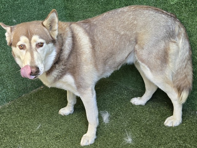 Main Photo of this Dog