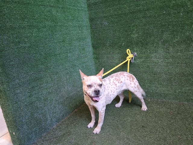 Other Photos of thie Dog