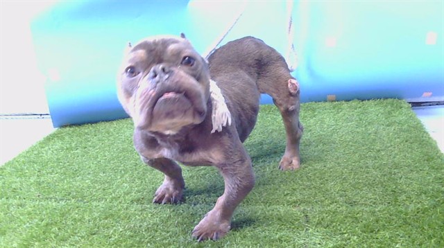 DogInDanger of Being Killed